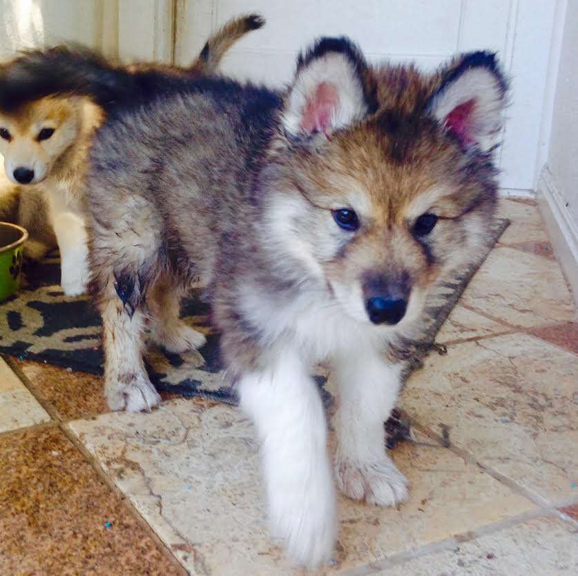 wolfmoon pups6 - Colorado Wolf Hybrid Pups